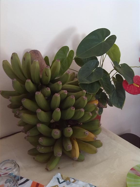 Conjunto Rural Las Rosas Frigiliana Bagian luar foto